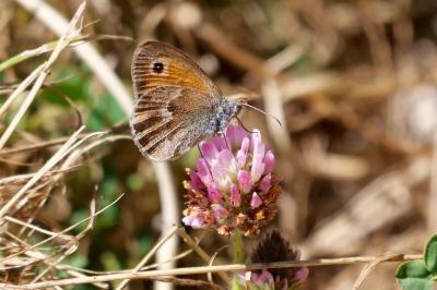 <i>Coenonympha pamphilus</i>