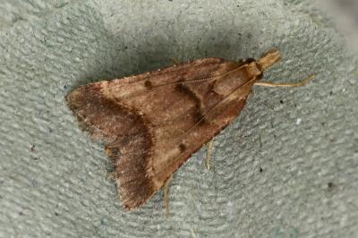<i>Stemmatophora brunnealis</i>
