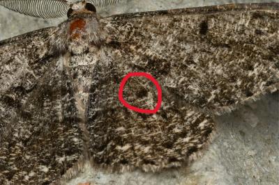<i>Hypomecis roboraria</i>