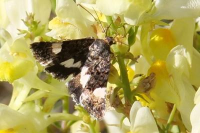 <i>Tyta luctuosa</i>