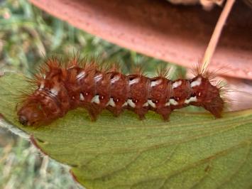 <i>Acronicta rumicis</i>