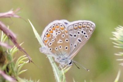 <i>Polyommatus icarus</i>