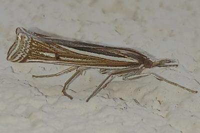 <i>Ancylolomia tentaculella</i>