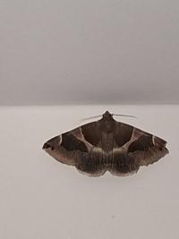 <i>Dysgonia algira</i>