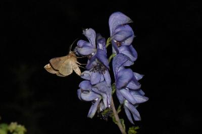 <i>Polychrysia moneta</i>