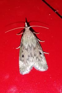 <i>Aphomia sociella</i>