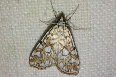 <i>Elophila nymphaeata</i>