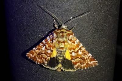 <i>Anarta myrtilli</i>