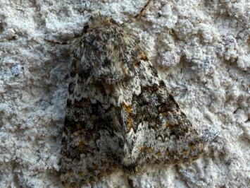 <i>Hecatera dysodea</i>
