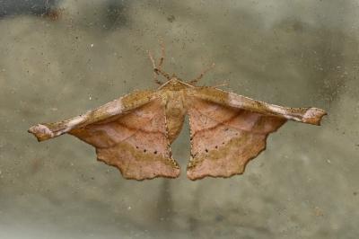 <i>Apeira syringaria</i>