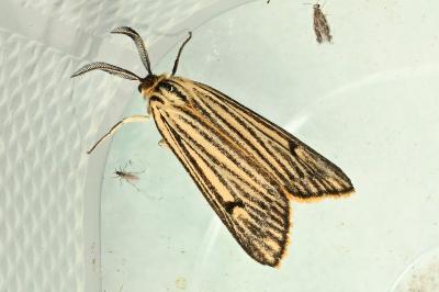 <i>Spiris striata</i>