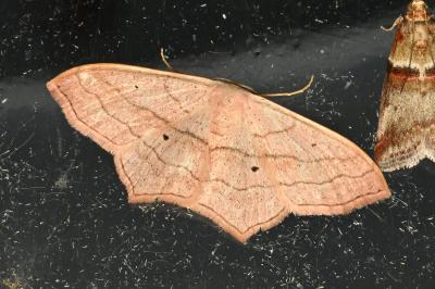 <i>Scopula imitaria</i>