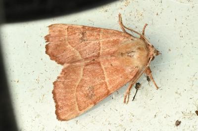 <i>Atethmia centrago</i>