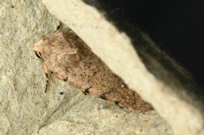 <i>Caradrina clavipalpis</i>