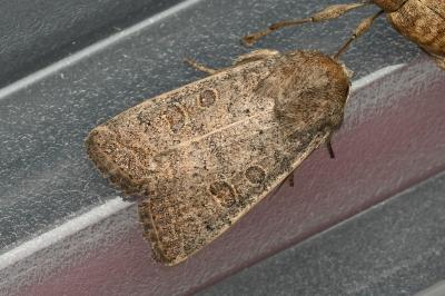 <i>Hoplodrina ambigua</i>