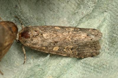<i>Spodoptera exigua</i>