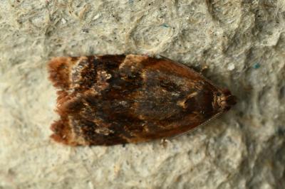 <i>Ditula angustiorana</i>