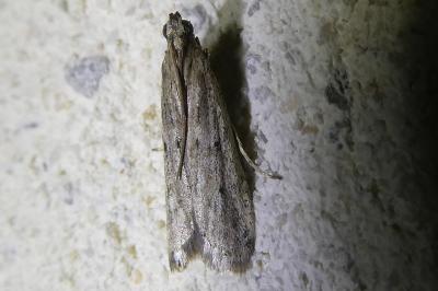 <i>Phycitodes inquinatella</i>