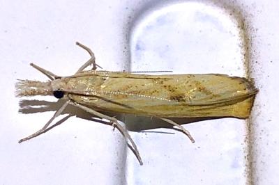<i>Agriphila inquinatella</i>