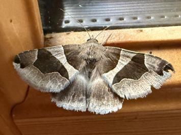 <i>Dysgonia algira</i>