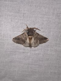 <i>Thaumetopoea processionea</i>