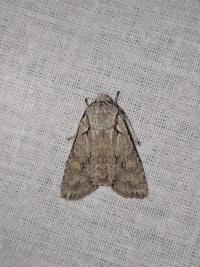 <i>Lithophane ornitopus</i>