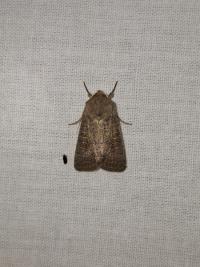 <i>Hoplodrina ambigua</i>