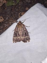 <i>Amphipyra pyramidea</i>