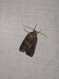 <i>Noctua janthe/janthina</i>