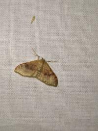 <i>Idaea degeneraria</i>