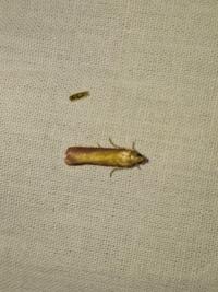 <i>Oncocera semirubella</i>