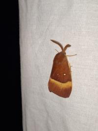 <i>Lasiocampa quercus</i>