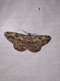 <i>Peribatodes rhomboidaria</i>