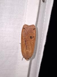 <i>Noctua pronuba</i>