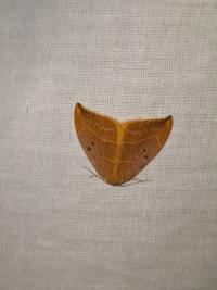 <i>Watsonalla binaria</i>