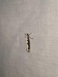<i>Ethmia bipunctella</i>