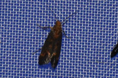 <i>Apodia bifractella</i>
