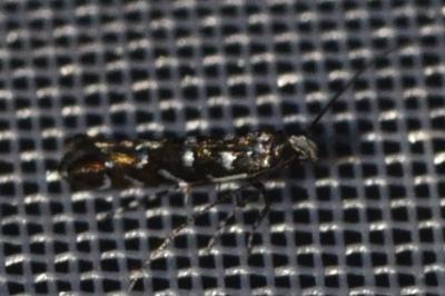 <i>Parectopa ononidis</i>