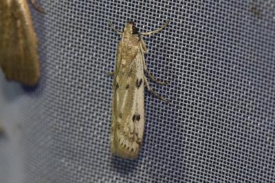 <i>Phycitodes</i>