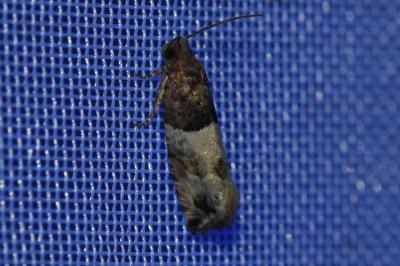 <i>Gypsonoma aceriana</i>