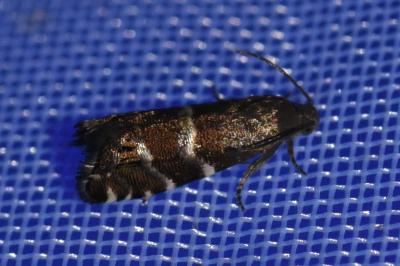 <i>Cydia cosmophorana</i>