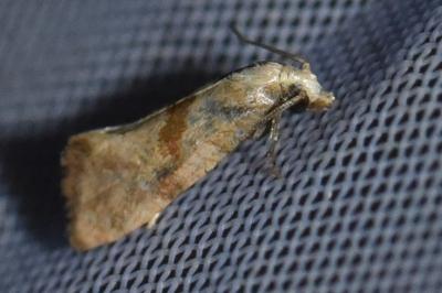<i>Cochylidia implicitana</i>