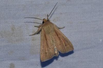 <i>Mythimna straminea</i>