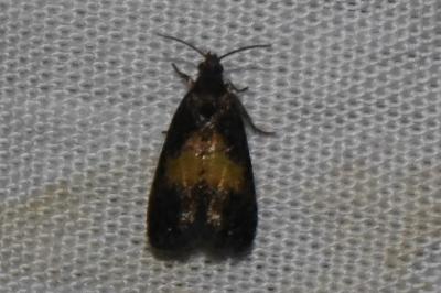 <i>Endothenia nigricostana</i>