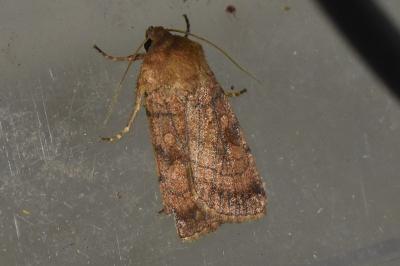 <i>Xestia sexstrigata</i>