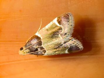 <i>Pyralis farinalis</i>