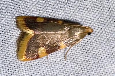 <i>Hypsopygia costalis</i>