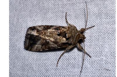 <i>Autographa gamma</i>