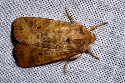 <i>Cirrhia gilvago</i>