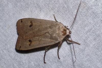 <i>Noctua pronuba</i>